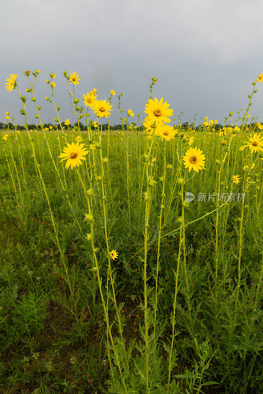 罗盘草(Silphium laciniatum)，切罗基草原，AR